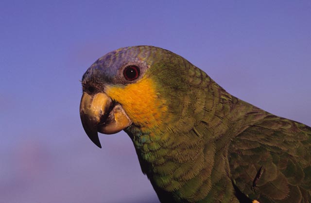 Papagaio do mangue ou curica, ave da região do Corredor Monte Pascoal-Pau Brasil. Crédito: Enrico Marone